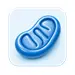 mitochondrial